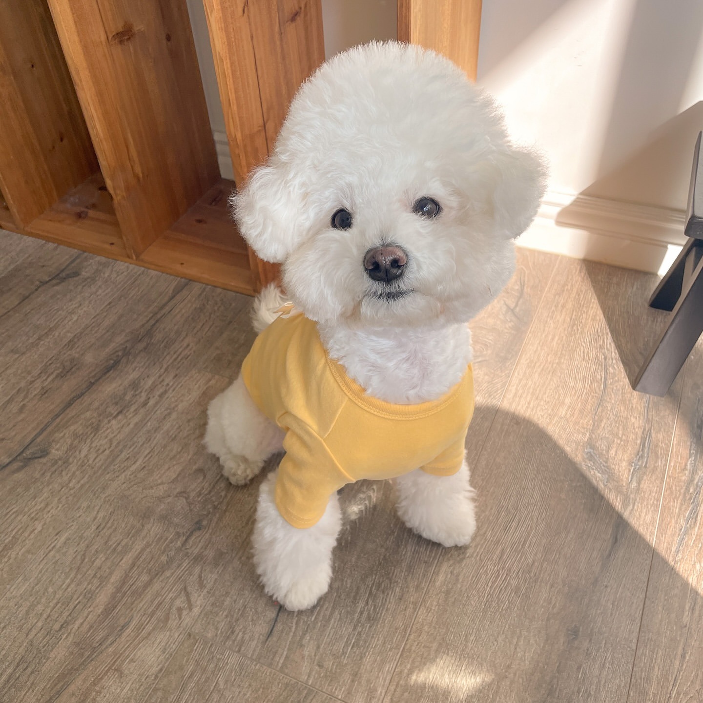 Camicia invernale con fondo ba - Winter Clothing For Dogs recensione e prezzo